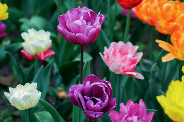 A violet tulip among many colorful flowers. Selective focus. Close up.