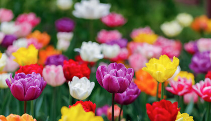 Colorful tulips among green grass. Selective focus, close up.
