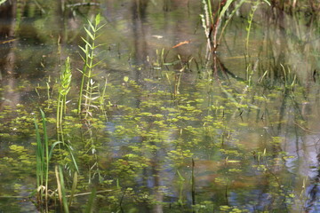 green algae in pond water with reeds