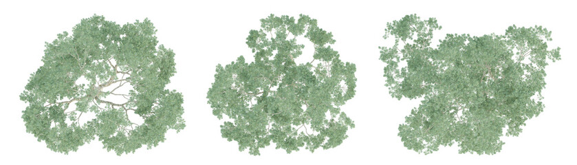 Top view of 3d eucalyptus saligna tree on transparent background, png plant. © Sandy