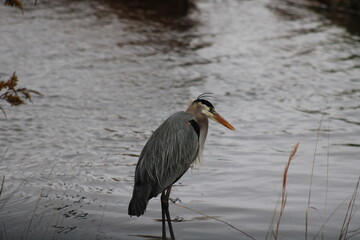 great blue heron looking at bay water