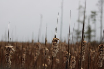 fluffy old cat tail reeds overcast