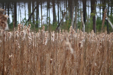 fluffy old cat tail reeds in the evening