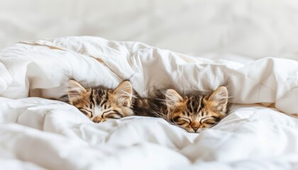 Sweet kitty cat couple napping on fluffy white bed with copy space, loving domestic pets concept - obrazy, fototapety, plakaty