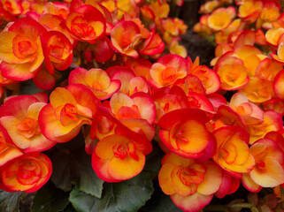 Orange begonia flower blooming in the garden.