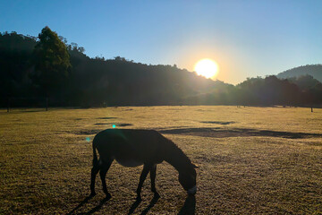 Alone donkey grazing in the morning time. Donkey grazing at meadow with sun and hills background....