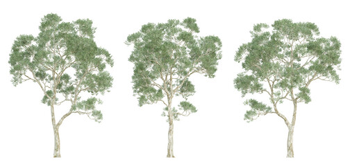 3d render of eucalyptus saligna tree on transparent background, png plant.