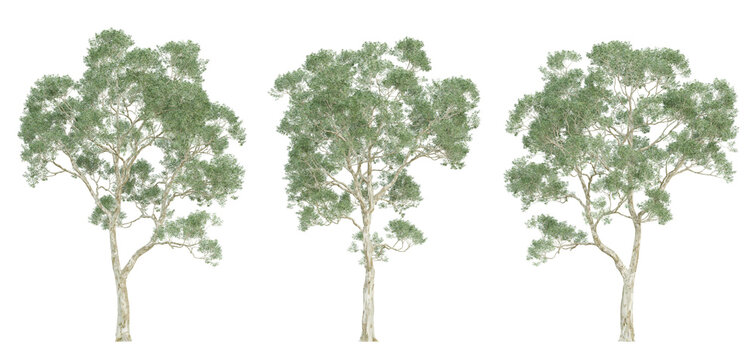 3d render of eucalyptus saligna tree on transparent background, png plant.