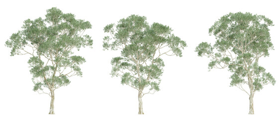 3d render of eucalyptus saligna tree on transparent background, png plant. - obrazy, fototapety, plakaty