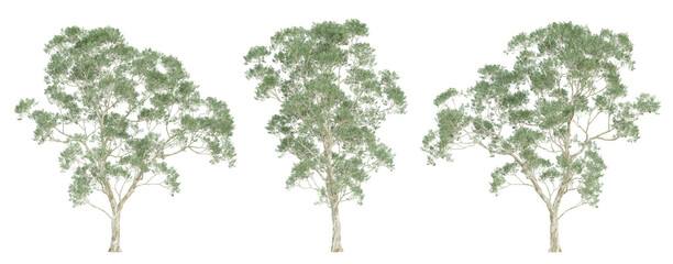 3d render of eucalyptus saligna tree on transparent background, png plant. - obrazy, fototapety, plakaty