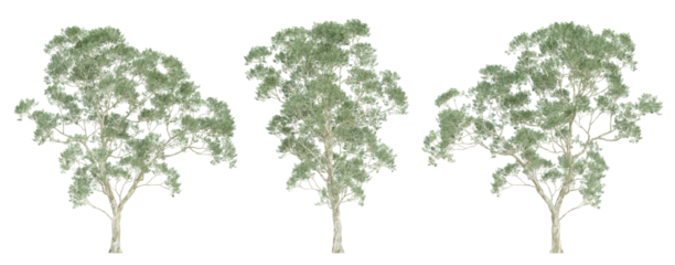 Deurstickers 3d render of eucalyptus saligna tree on transparent background, png plant. © Sandy