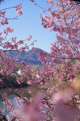 福成寺の水橋池と椿寒桜（雪割桜）【香川県丸亀市】