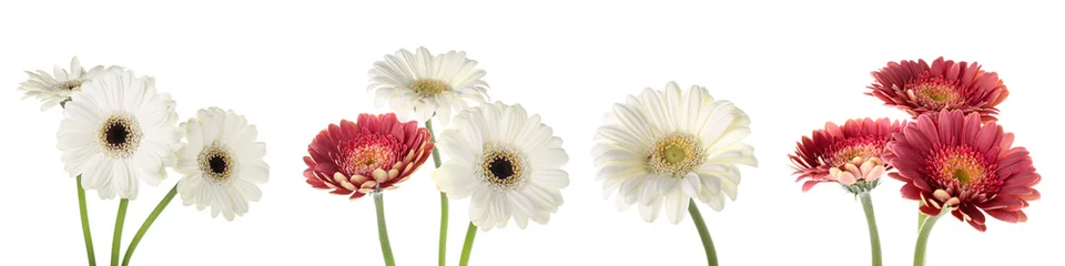 Plexiglas foto achterwand Set of beautiful gerbera flowers isolated on white © Pixel-Shot