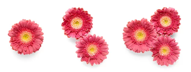 Muurstickers Set of red gerbera flowers isolated on white © Pixel-Shot