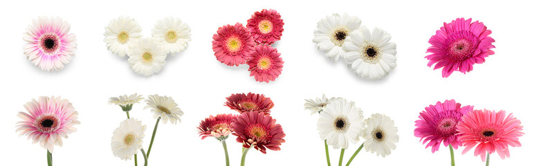 Set of many gerbera flowers isolated on white