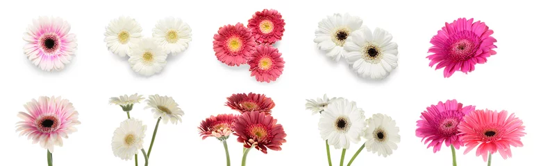 Foto op Plexiglas Set of many gerbera flowers isolated on white © Pixel-Shot
