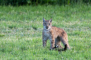 A wild Eurasian lynx holding a cat under its paw and looking into distance on a meadow in Estonia, Northern Europe	