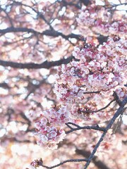 福成寺の讃岐寒桜【香川県丸亀市】2