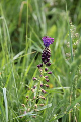 an ant on purple Tassel Hyacinth flowers