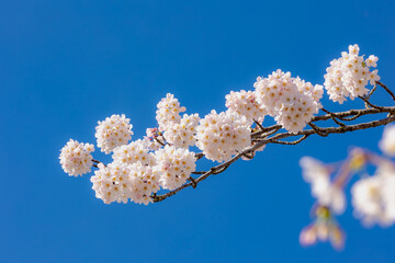 Selective focus a branches of white pink Cherry blossoms on the tree under blue sky, Beautiful Sakura flowers during spring, The flower of trees in Prunus subgenus Cerasus, Nature wallpaper background
