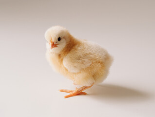 Osterhuhn auf hellem Hintergrund