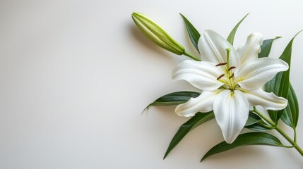 Funeral lily displayed on clean white background with ample space for strategic text placement