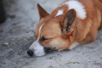 Corgi sleeping, eyes closed