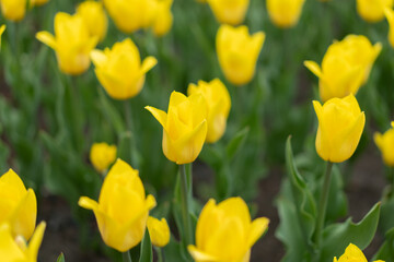Obraz premium Yellow flowers background outdoor Spring season flowers Selective focus