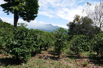 Kaffeeplantage und Berg mit Wolken in Boquete Panama