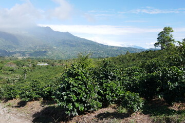 Fototapeta na wymiar Kaffeeplantage in Bajo Boquete