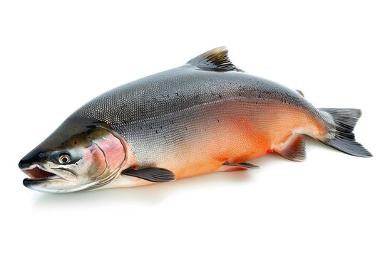 COHO salmon isolated on white background professional photo  generative ai images