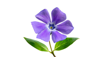 Purple Periwinkle Flower Isolated on Transparent Background.