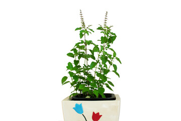 fresh indian Medicinal and hindu religious puja plant green tulsi leaves or holy basil herb Ocimum...