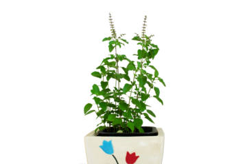 fresh indian Medicinal and hindu religious puja plant green tulsi leaves or holy basil herb Ocimum sanctum also known as Shyama tulsi,Rama tulsi in cutout transparent background,png format
