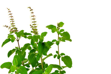 fresh indian Medicinal and hindu religious puja plant green tulsi leaves or holy basil herb Ocimum sanctum also known as Shyama tulsi,Rama tulsi in cutout transparent background,png format - obrazy, fototapety, plakaty