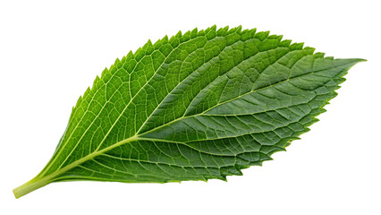Obraz premium Green leave. isolated on transparent background.