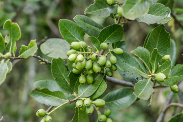 Santalum paniculatum, ʻIliahi in Hawaiian. Royal Hawaiian Sandalwood.   Puʻu Huluhulu is a volcanic cone and kīpuka,Island of Hawaii in the State of Hawaii.