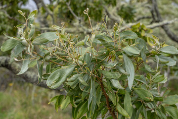 Acacia koa, commonly known as koa, is a species of flowering tree in the family Fabaceae.  Puʻu Huluhulu is a volcanic cone and kīpuka,Island of Hawaii in the State of Hawaii.
