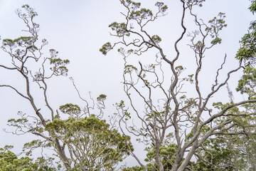 Acacia koa, commonly known as koa, is a species of flowering tree in the family Fabaceae.  Puʻu Huluhulu is a volcanic cone and kīpuka,Island of Hawaii in the State of Hawaii.