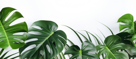 Tropical philodendron selloum leaves in soft focus with white background. Close-up view of houseplant for interior decoration. - obrazy, fototapety, plakaty