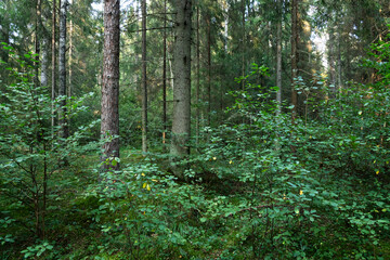 A late summer mixed boreal forest with lush undergrowth in rural Estonia, Northern Europe	