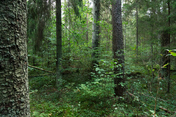 A late summer mixed boreal forest with lush undergrowth in rural Estonia, Northern Europe	