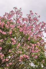 árvore com folhas rosas na cidade de Tiradentes, Estado de Minas Gerais, Brasil