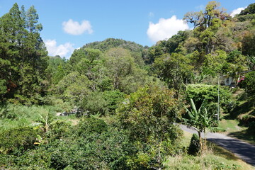 Fototapeta na wymiar Berglandschaft mit Kaffeeplantage Berge in Panama bei Boquete