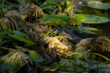 A close-up of a large Yellow water-lily rhizome in a drying river after a summer drought in rural Estonia, Northern Europe