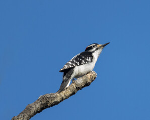 Hairy Woodpecker perched atop a branch with deep blue sky background in Algonquin Park Ontario