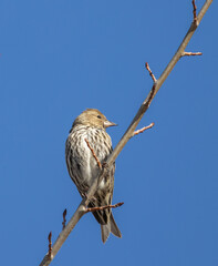 Pine Siskin finch on a bare branch with deep blue sky background