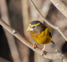 Closeup frontal view of male Evening Grosbeak on a branch in Algonquin Park in March
