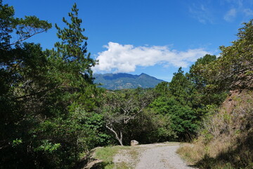 Fototapeta na wymiar Kiefernwald in Bajo Boquete Berglandschaft in Panama