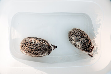 Hygiene and cleanliness of Hedgehogs.African pygmy hedgehogs in a bath. process of washing a...